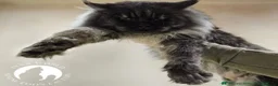 Maine Coon cats for sale: Tica active registered  - Advert 5