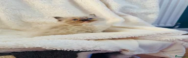 Persian 1