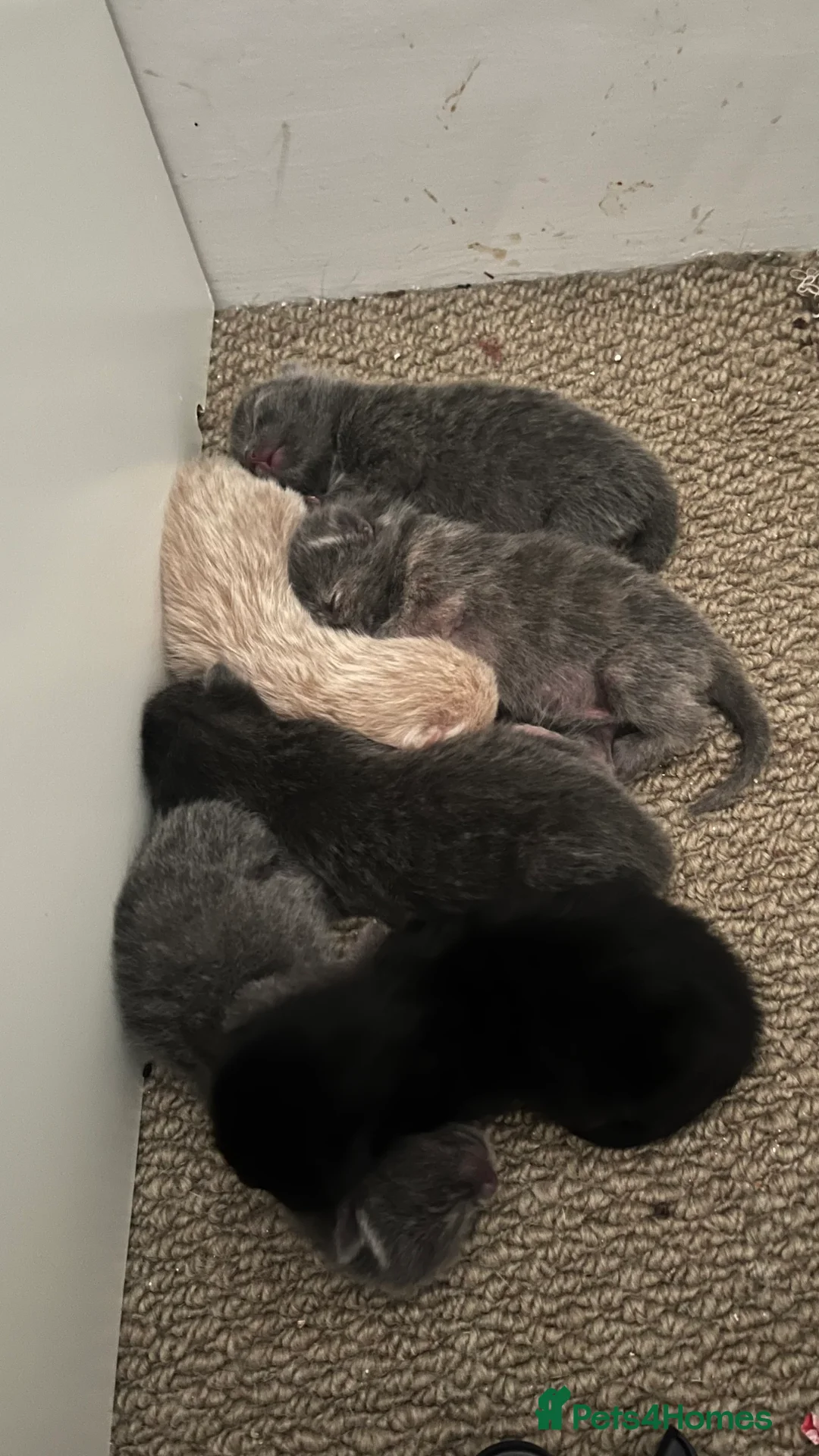 Mixed Breed cats for sale: Grey, ginger, black and tortoise shell kittens  - Advert 2