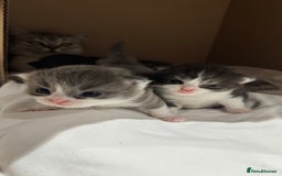 British Shorthair cats for sale: 🐾✨ Looking for Their Forever Home ✨🐾 - Image 14