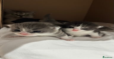 British Shorthair cats - Advert 11