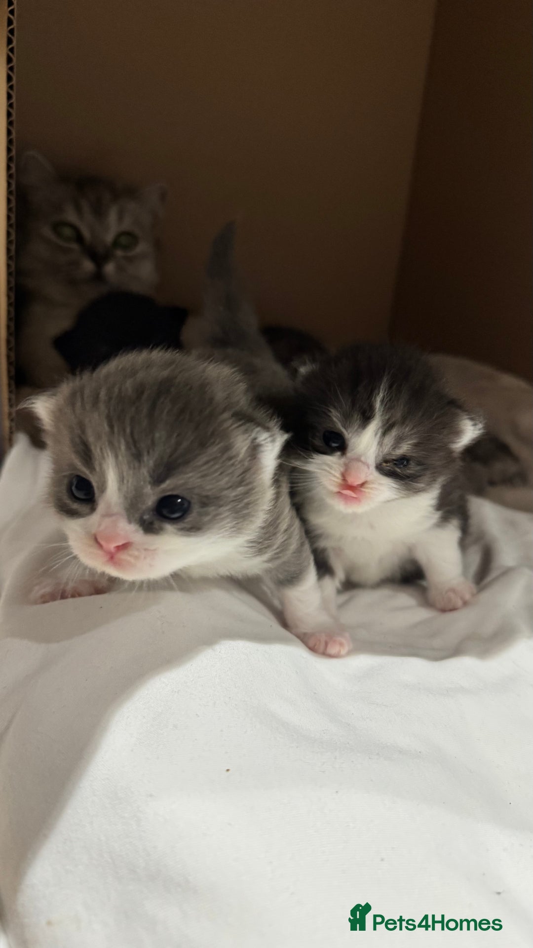British Shorthair cats for sale: 🐾✨ Looking for Their Forever Home ✨🐾 - Image 14