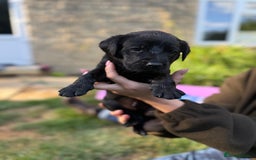 Labrador Retriever dogs for sale: Last remaining Beautiful Labradors  - Image 12