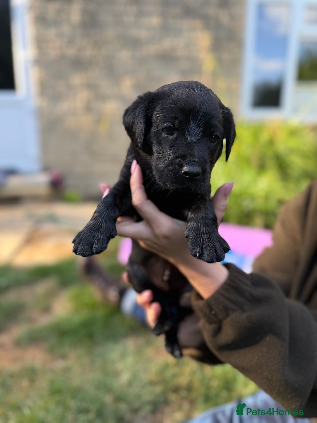 Labrador Retriever dogs for sale: Last remaining Beautiful Labradors  - Image 12