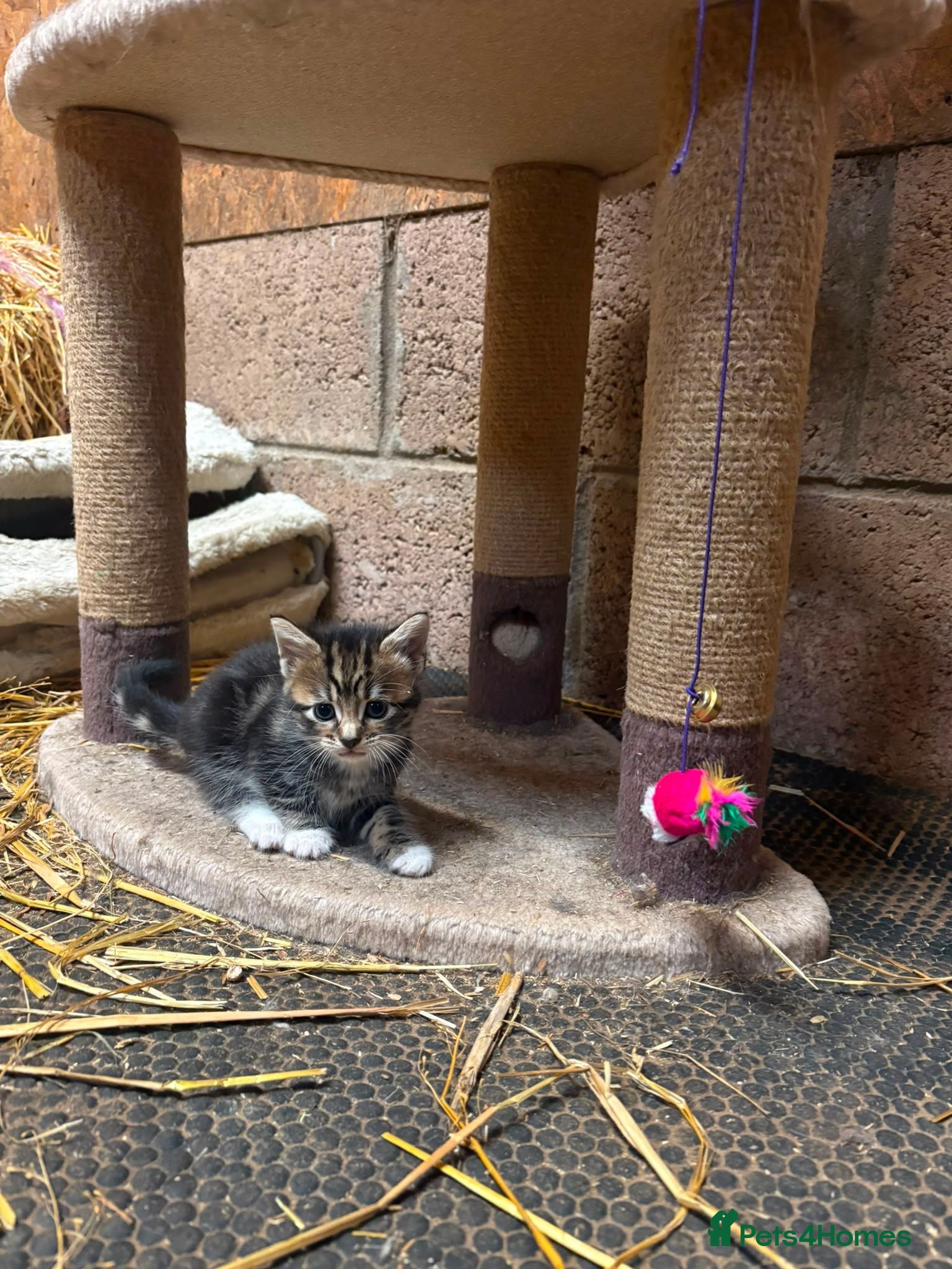 Mixed Breed cats OUTDOOR KITTENS - Advert 4