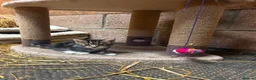 Mixed Breed cats for sale: OUTDOOR KITTENS - Advert 1
