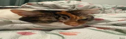 Mixed Breed cats for sale: Lottie - Advert 1