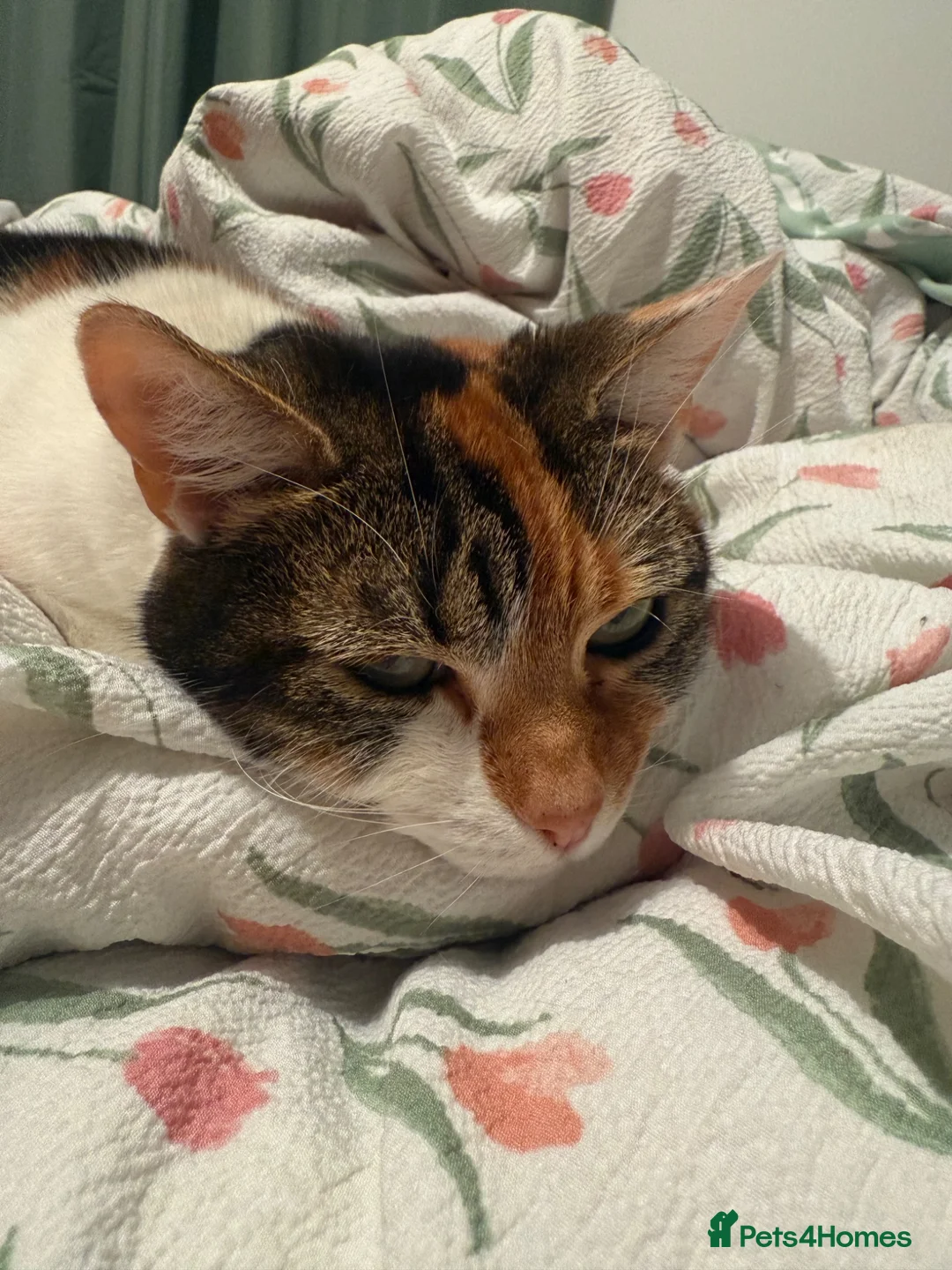 Mixed Breed cats for sale: Lottie - Advert 1