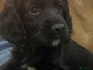 Cocker Spaniel dogs Working Cocker pups - Advert 1