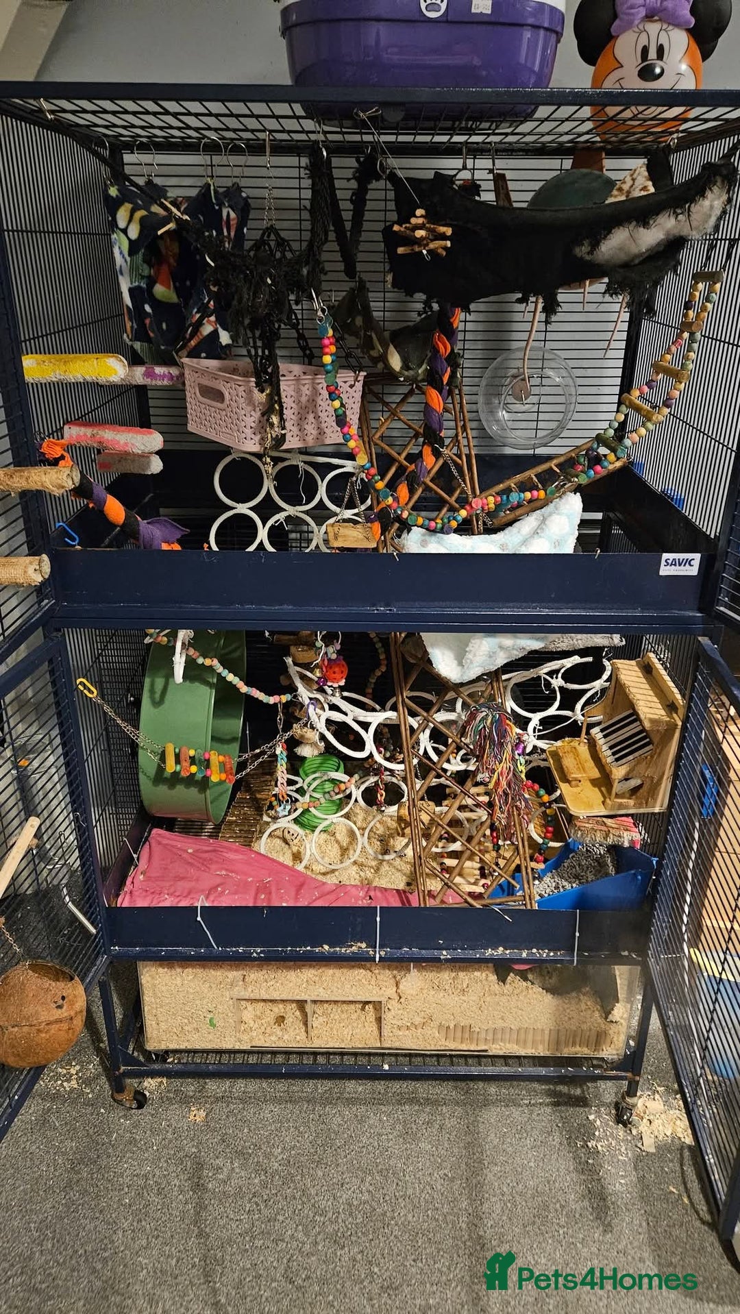 Rat rodents for sale: X3 Male Rats & Cage (cage can be sold seperately) - Advert 5