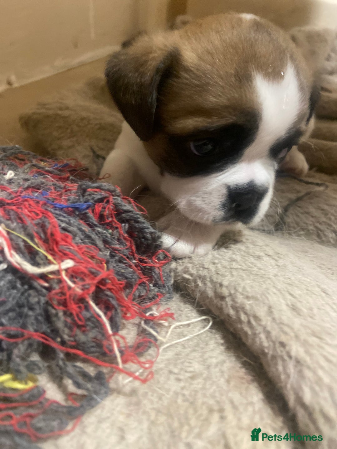 Mixed Breed dogs for sale: Female Border Terrier X ShitZu  - Image 5