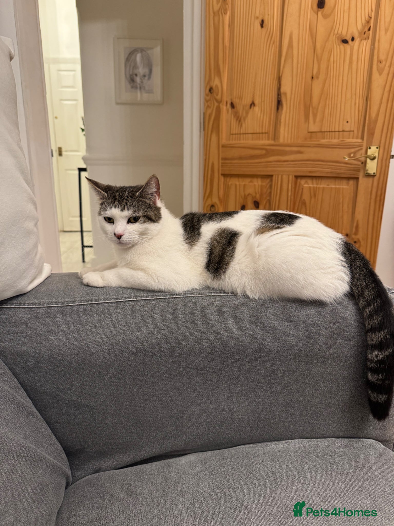 Domestic Shorthair cats for sale: Adorable kittens looking for Their forever home  - Advert 1