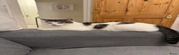 Domestic Shorthair cats for sale: Adorable kittens looking for Their forever home  in Loughton - Advert 1