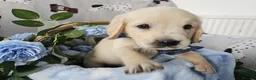 Golden Retriever dogs for sale: Beautiful KC Reg Golden Retriever Puppies - Advert 16