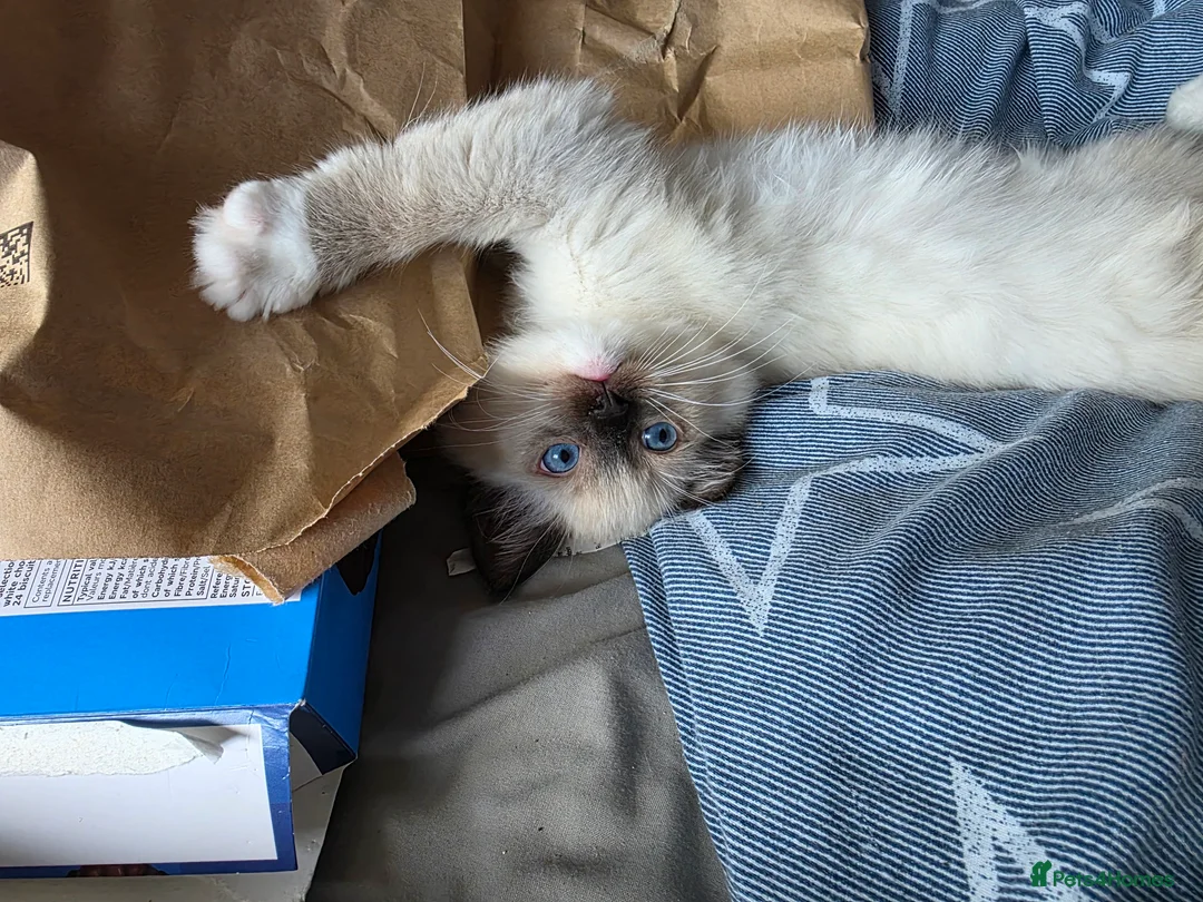 Ragdoll cats for sale: 2 GCCF REGISTERED SISTERS - Advert 3