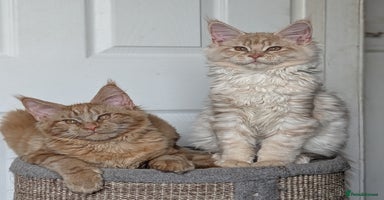 Maine Coon cats Tica registered Maine coon kittens - Advert 4