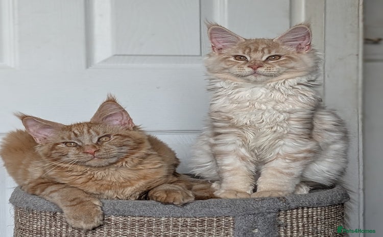 Maine Coon cats Tica registered Maine coon kittens - Advert 3