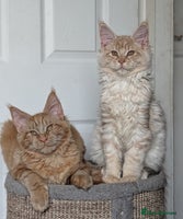 Maine Coon cats Tica registered Maine coon kittens - Advert 4