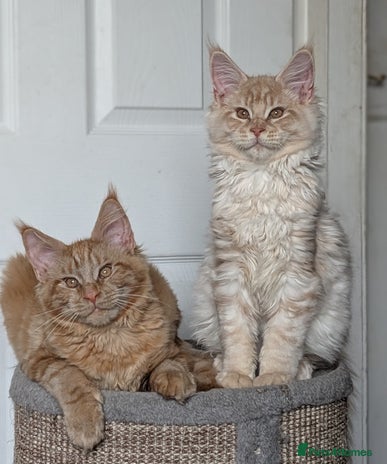 Maine Coon cats Tica registered Maine coon kittens - Advert 3