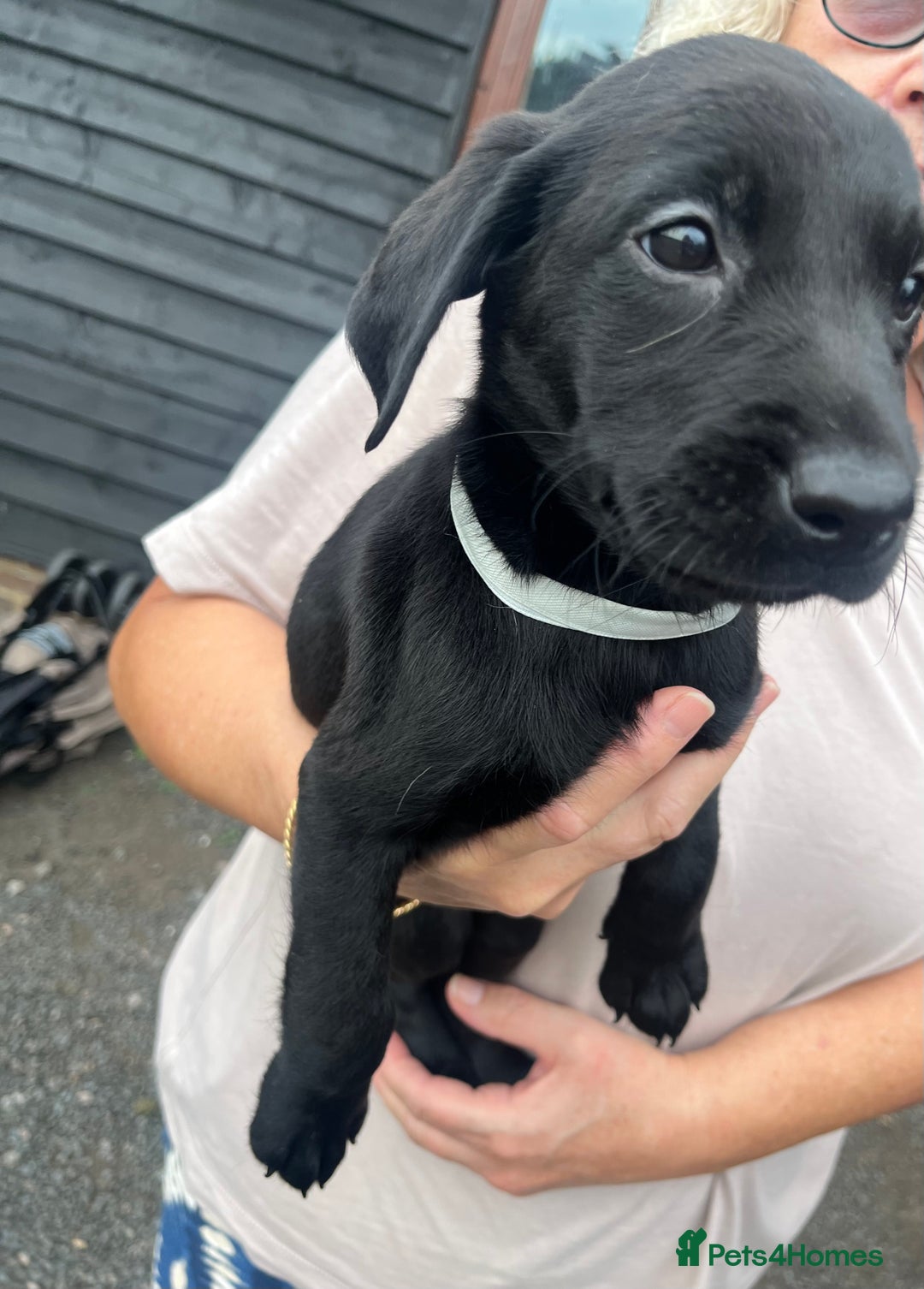Labrador Retriever dogs for sale: 7 Labrador Puppies - Image 17