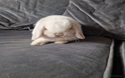 Mini Lop rabbits for sale: ⭐️pure bred minilops - Image 9