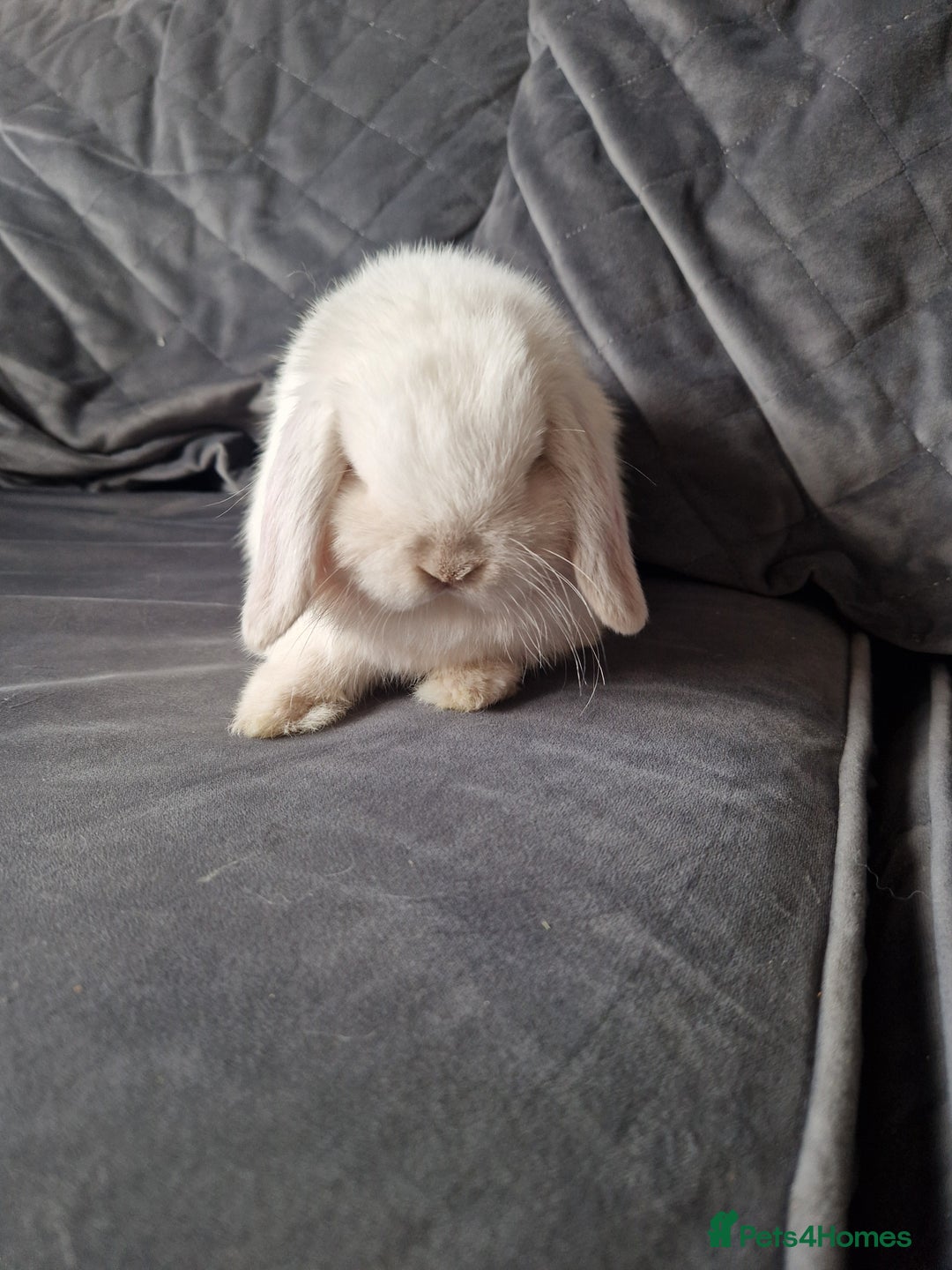 Mini Lop rabbits for sale: ⭐️pure bred minilops - Image 9
