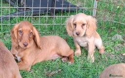 Cocker Spaniel dogs for sale: Working type cocker spaniel boys - Image 9