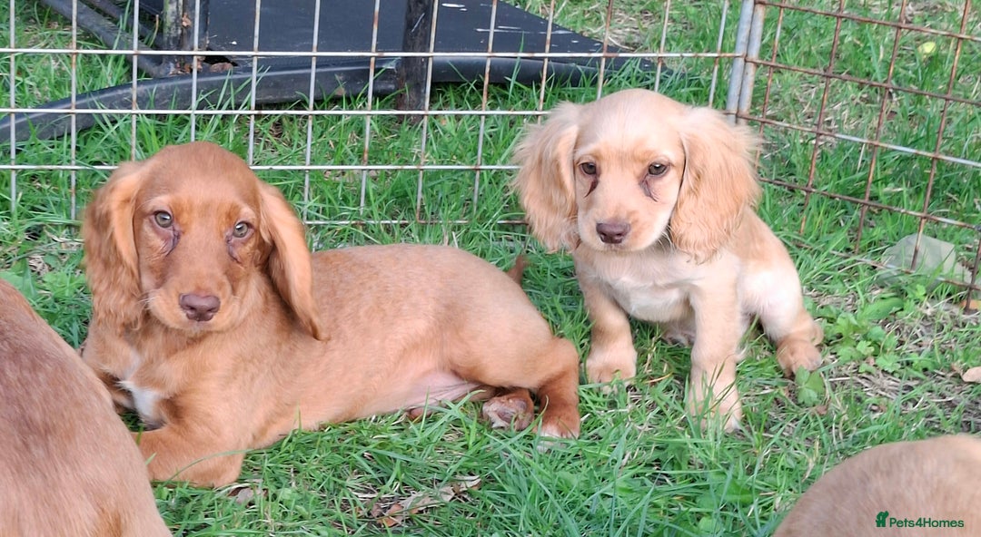 Cocker Spaniel dogs for sale: Working type cocker spaniel boys - Image 9