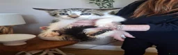 Mixed Breed cats for sale: Four little kittens  - Advert 3