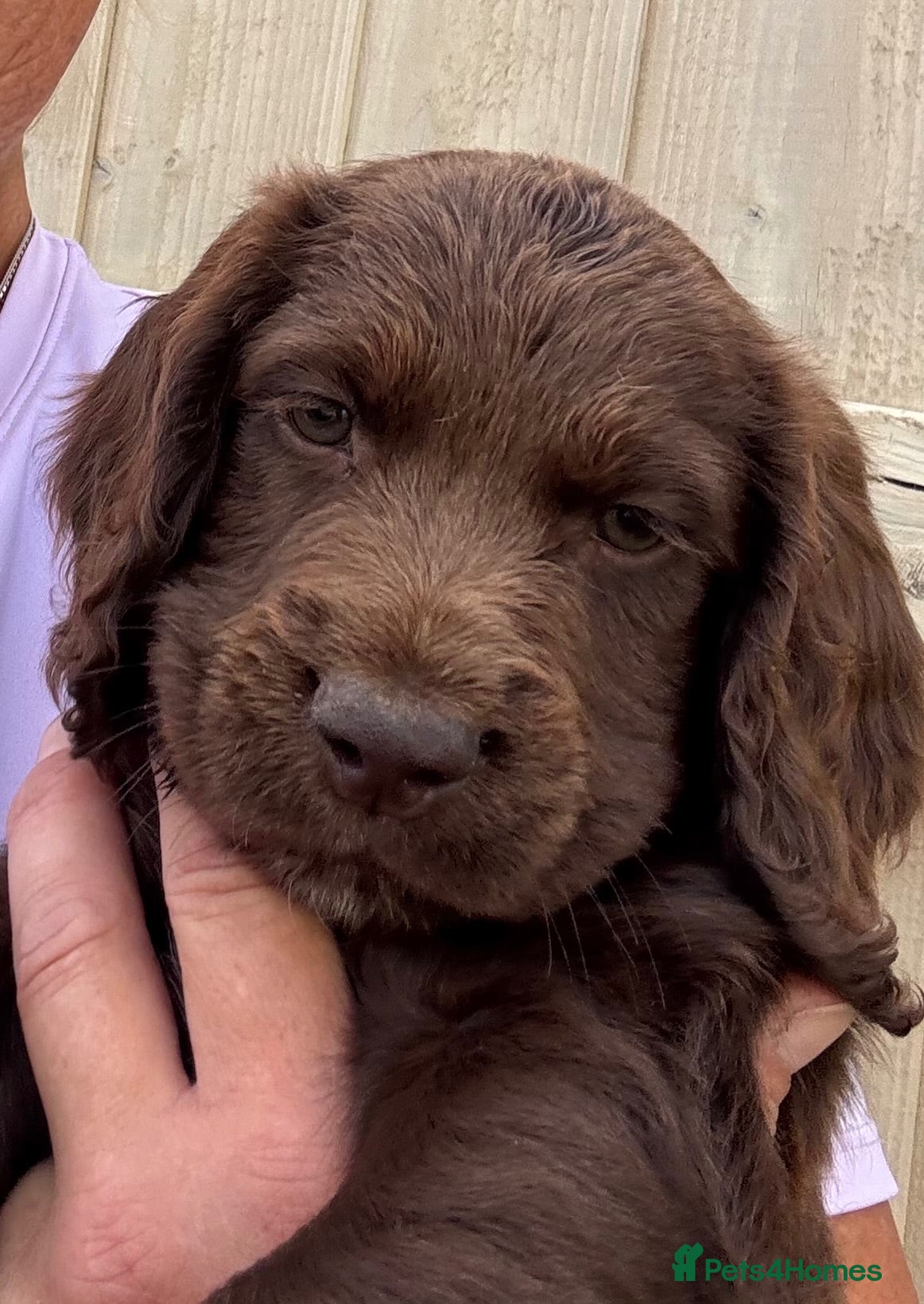 Cocker Spaniel dogs Beautiful litter of cocker spaniel puppies - Advert 2