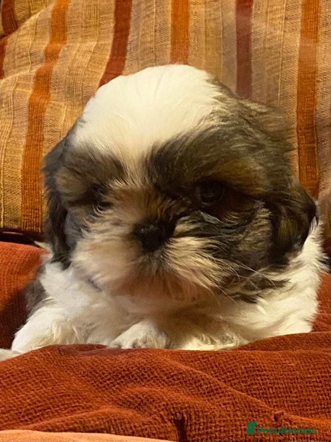 Shih Tzu dogs for sale: Pure bred pedigree Shih Tzu puppies - Advert 8