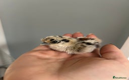 Chickens poultry for sale: Day old bantam silkie chicks  - Image 5