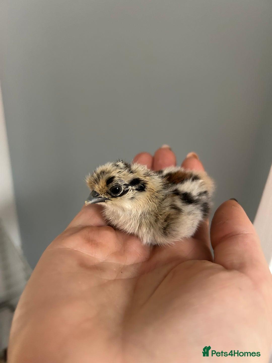 Chickens poultry for sale: Day old bantam silkie chicks  - Image 5