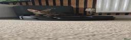 Bengal cats for sale: Pure bengal kittens  - Advert 14