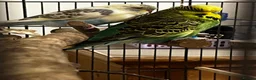 Budgerigars birds for sale: 2 bonded budgies, flight cage and toys  in Salisbury - Advert 3
