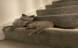 British Shorthair cats for sale: Stormi - Image 1