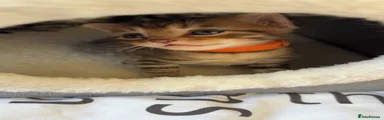 Rocket (Orange)