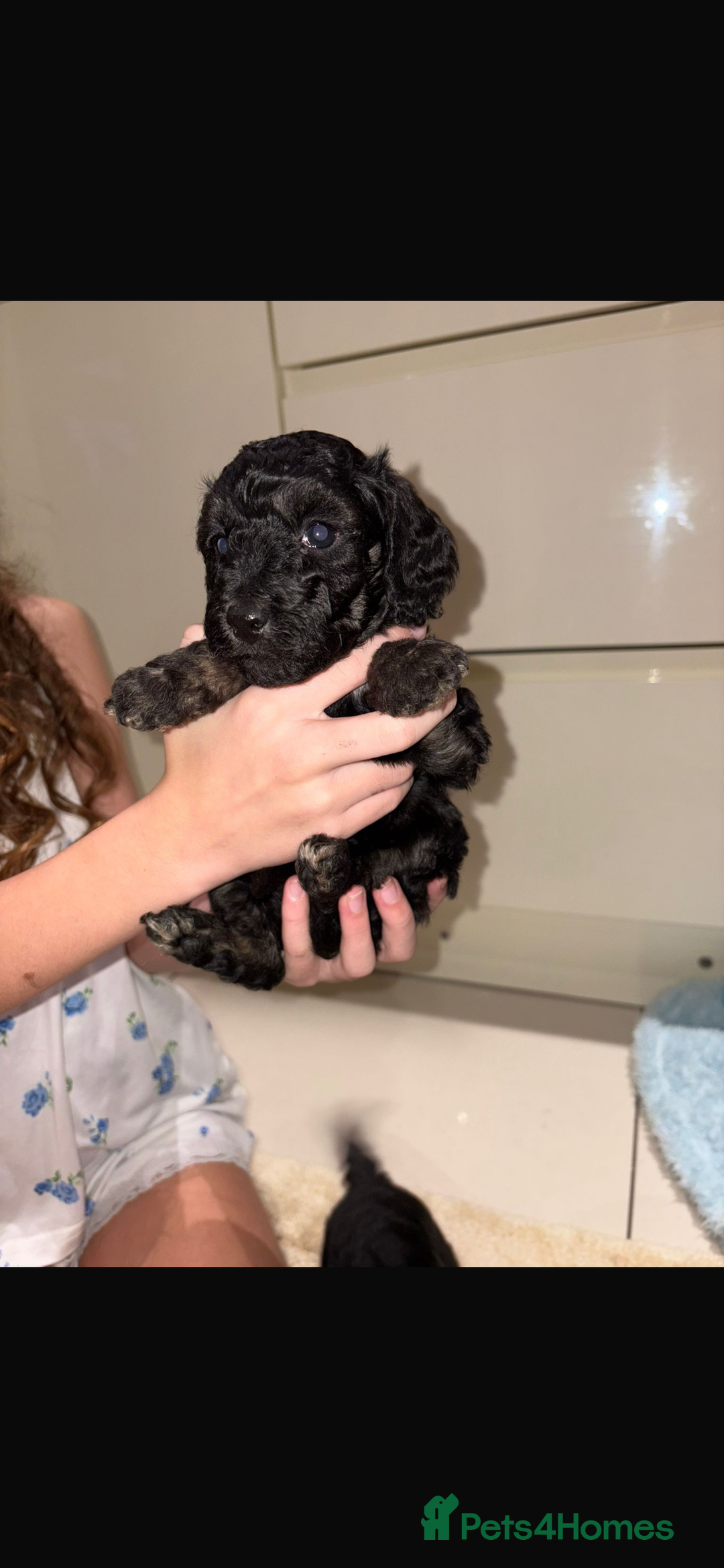 Miniature Poodle dogs for sale: Miniature Merle poodle puppies 🌈🐶❤️ - Advert 20