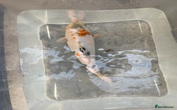 Koi Carp fish for sale: 💥QUALITY KOI CARP COLOURFUL NICE SELECTION💥 - Image 9