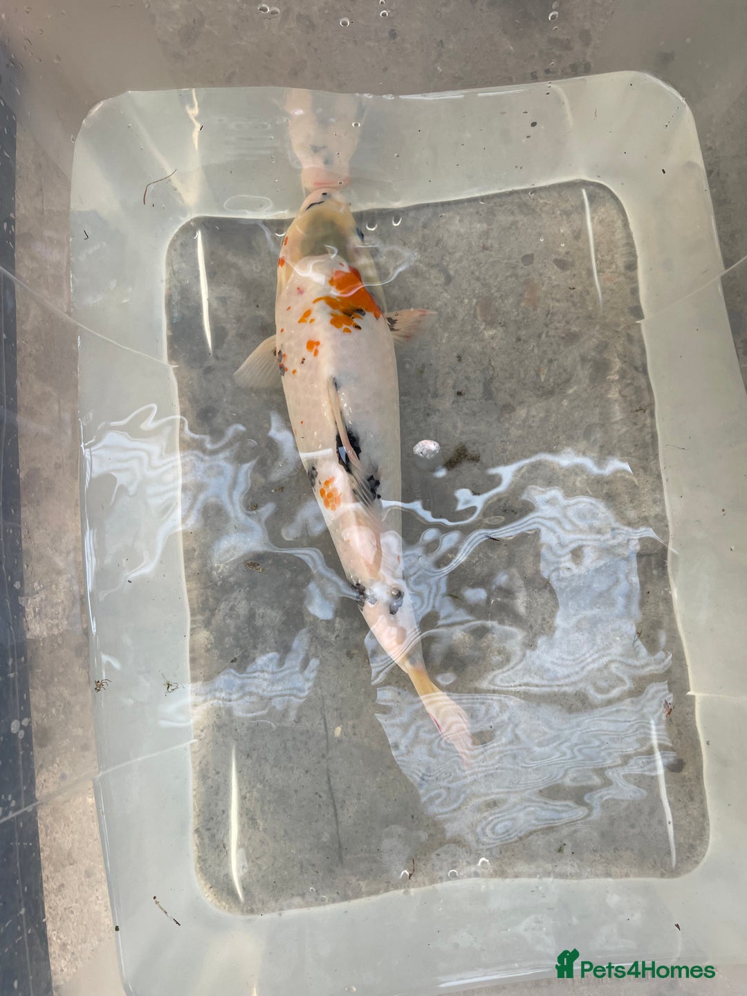Koi Carp fish for sale: 💥QUALITY KOI CARP COLOURFUL NICE SELECTION💥 - Image 9
