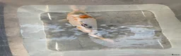 Koi Carp fish for sale: 💥QUALITY KOI CARP COLOURFUL NICE SELECTION💥 - Advert 5
