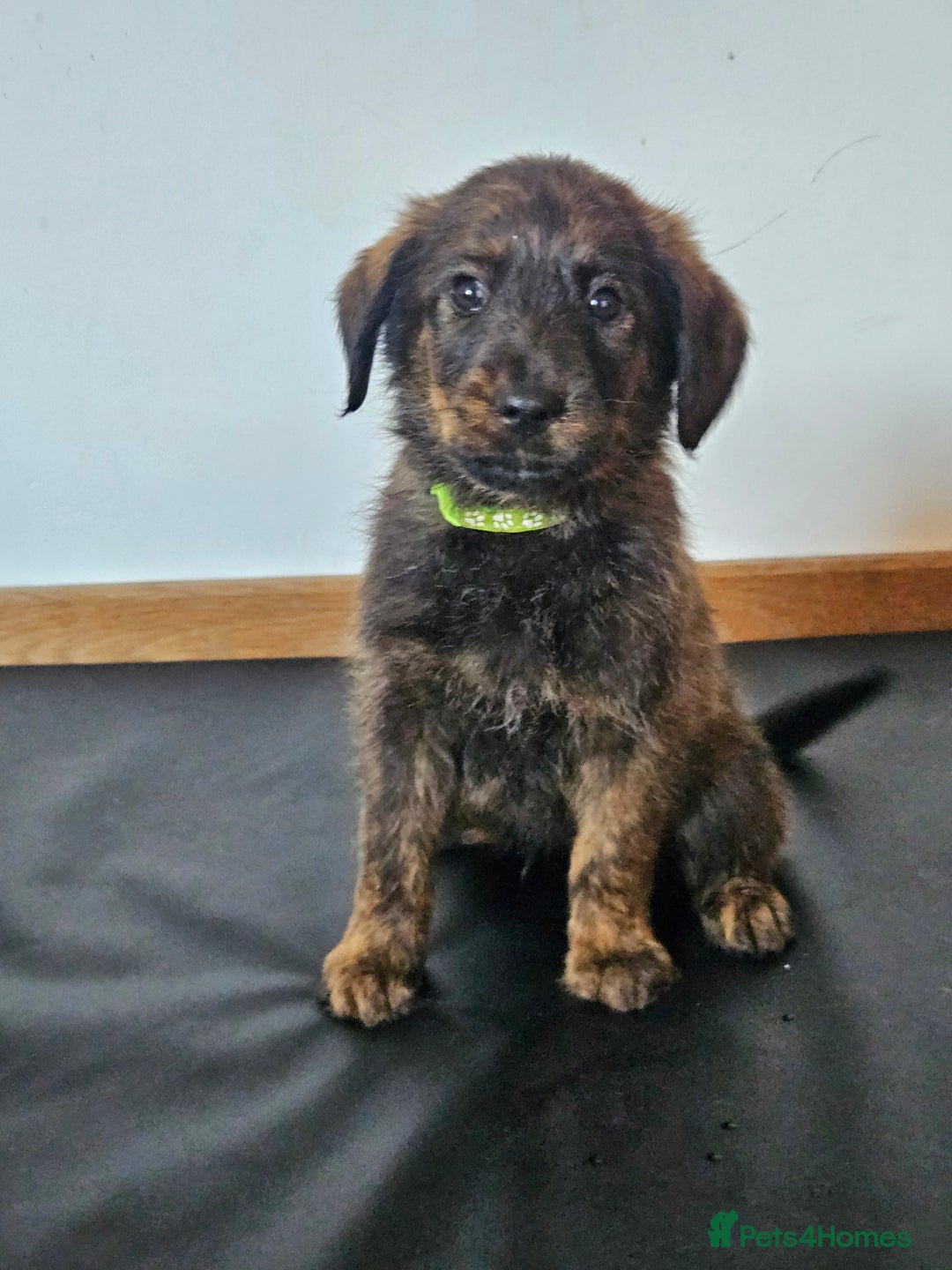 Mixed Breed dogs for sale: Rottweiler x poodle puppies ✨️ready now✨️ - Advert 16