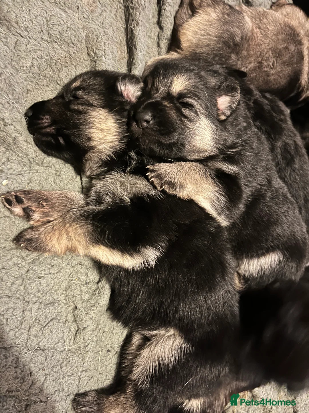 German Shepherd dogs for sale: German shepherd puppies  - Advert 2
