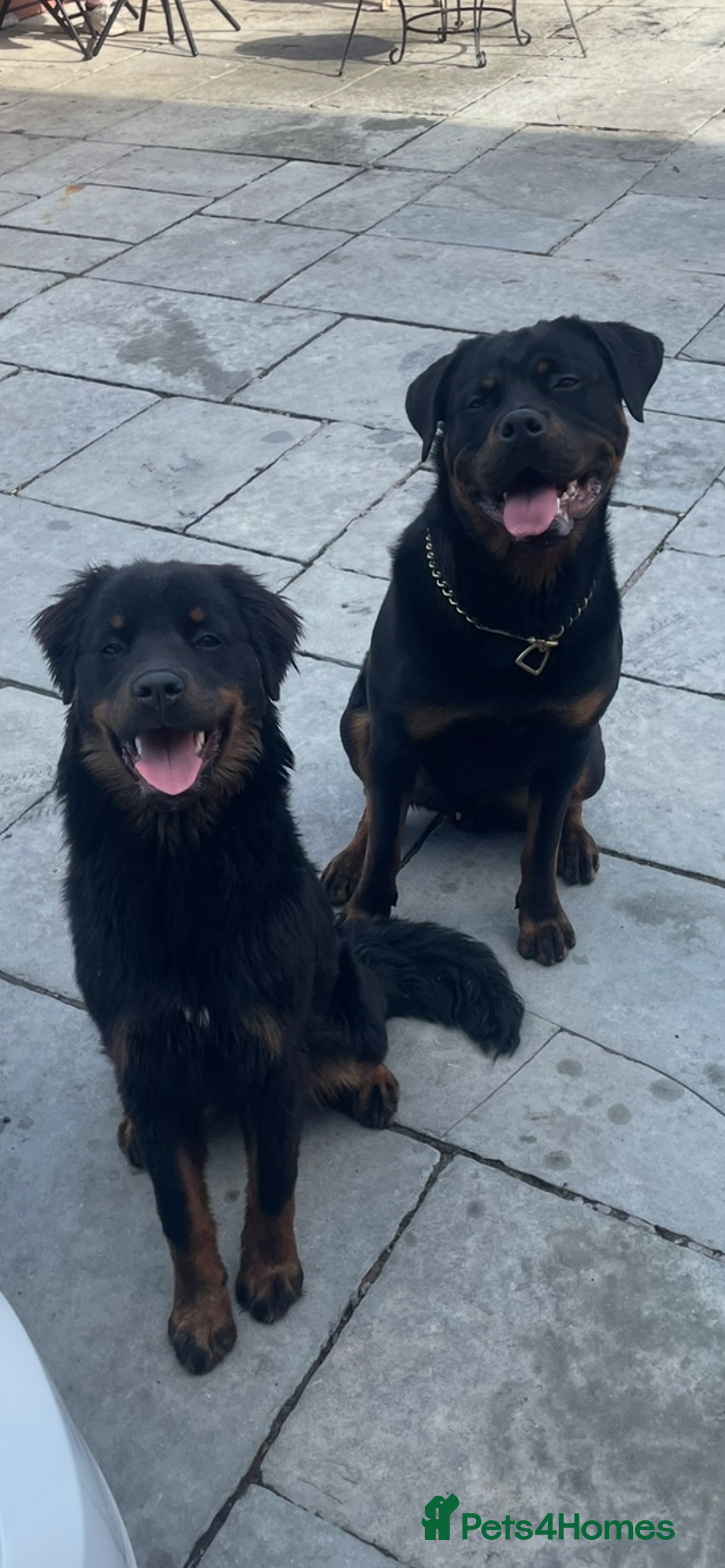 Rottweiler dogs for sale: Rottweiler x Rottweiler Akita  - Advert 6