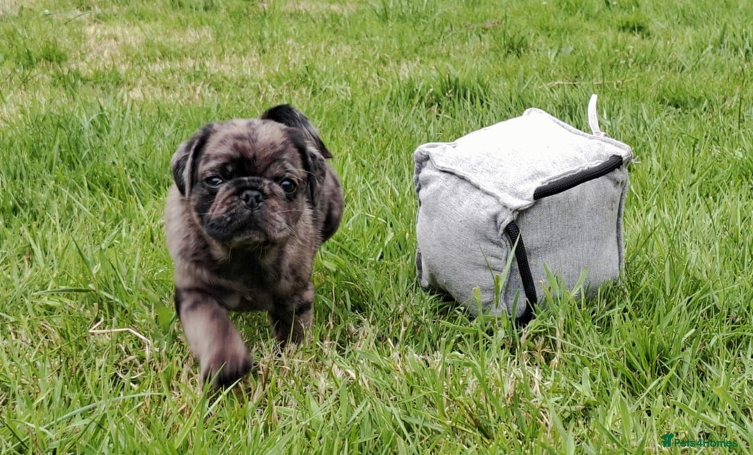 Pug dogs for sale: Pug puppies-Merle, panda and koi - Image 5
