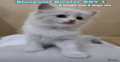 Ragdoll cats - Advert 10