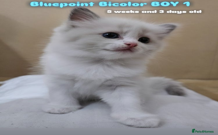 Ragdoll cats - Advert 1