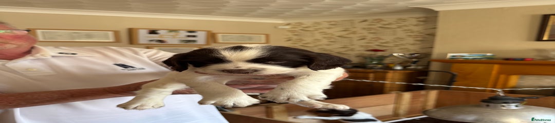 English Springer Spaniel Puppy 3