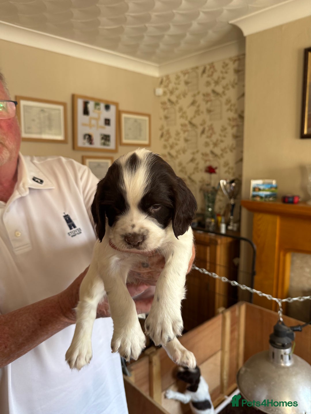 English Springer Spaniel dogs for sale: KC registered English Springer Spaniels  - Image 4