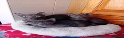 Korat cats for sale: Jasumik Korats  in Swansea - Advert 1